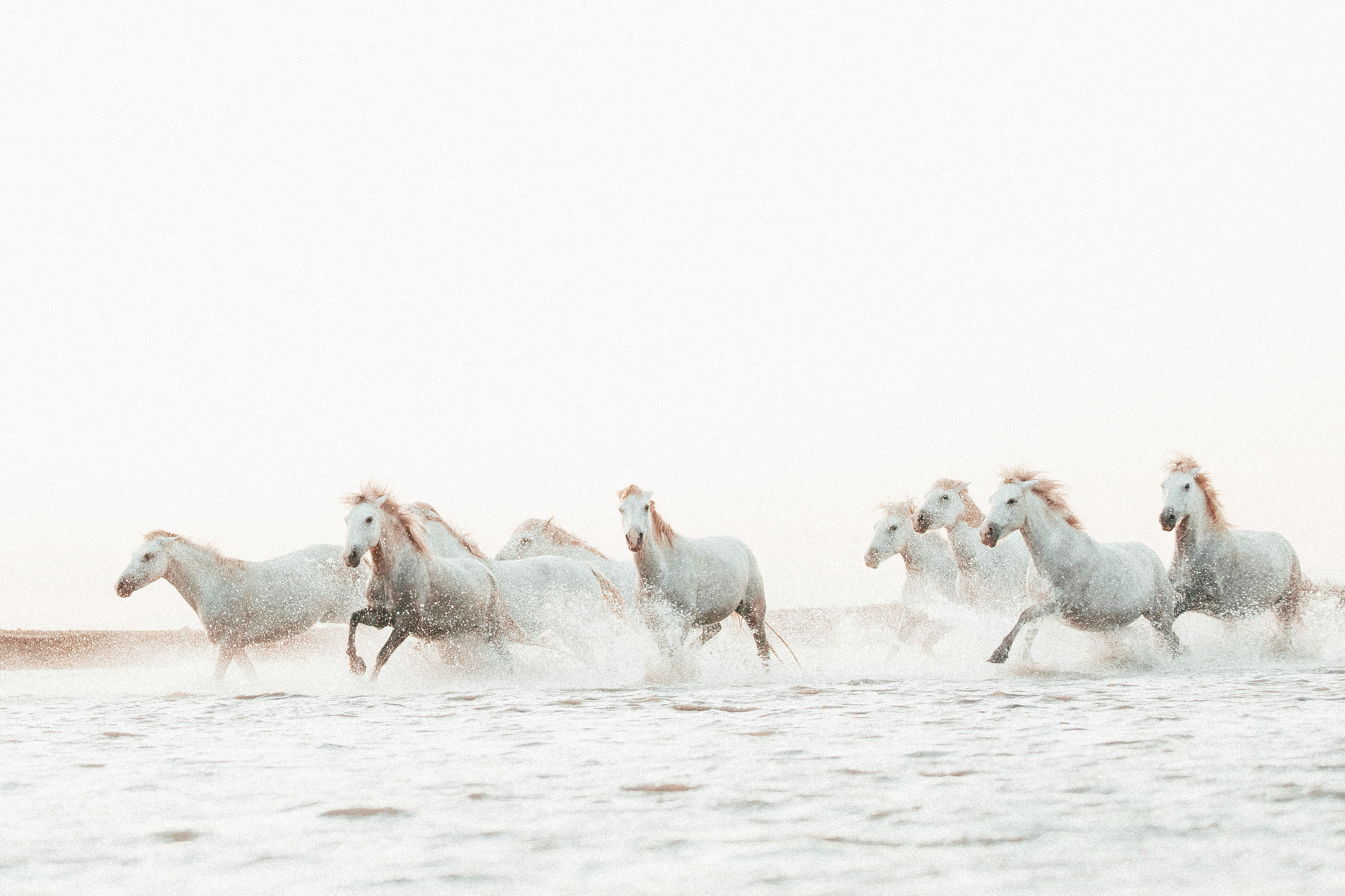 herd of white horses on water